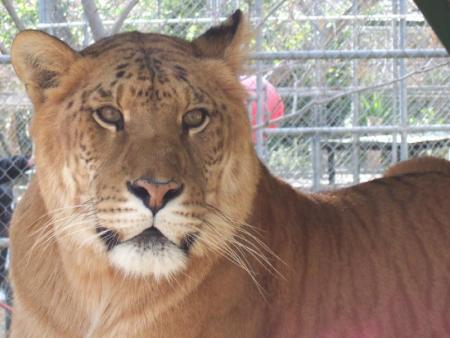 lion